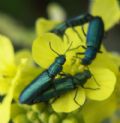 Psilothrix viiridicaerulea